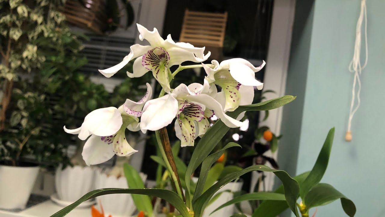Dendrobium Nora Tokunaga / дендробиум Нора Токунага