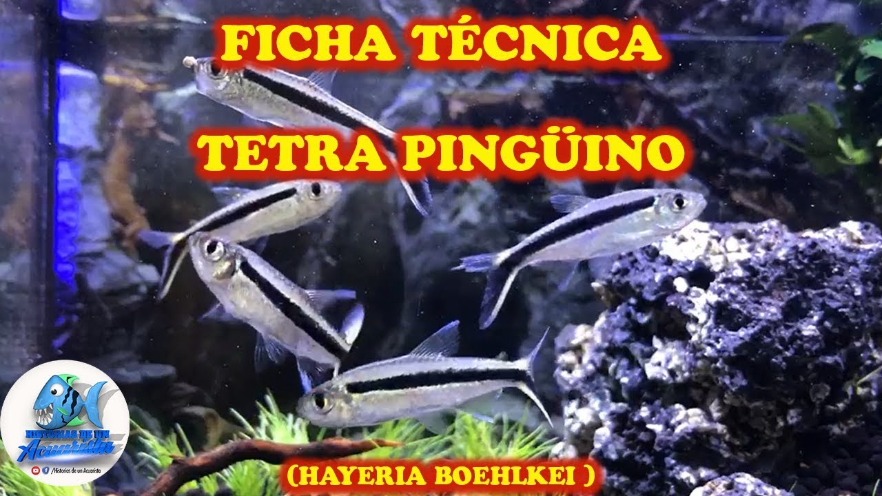 FICHA TÉCNICA TETRA PINGÜINO (THAYERIA BOEHLKEI)