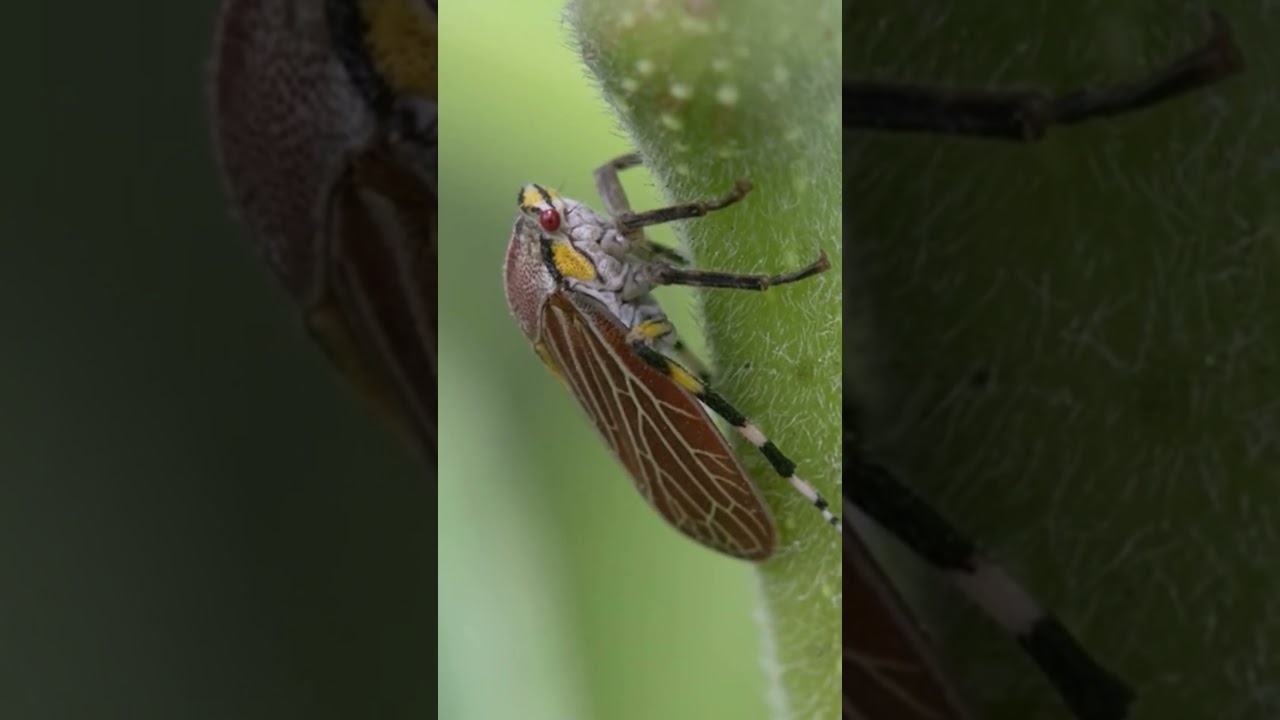 As&iacute; se ve una diminuta cigarra!!😮 #fotograf&iacute;a #fotografiadenaturaleza #macrofotografia