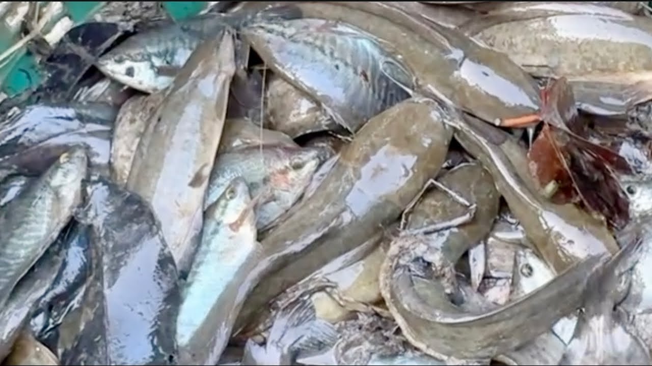 Tiếp tục mấy chị em đi bắt cá nữa nè #linhđồngquê ￼