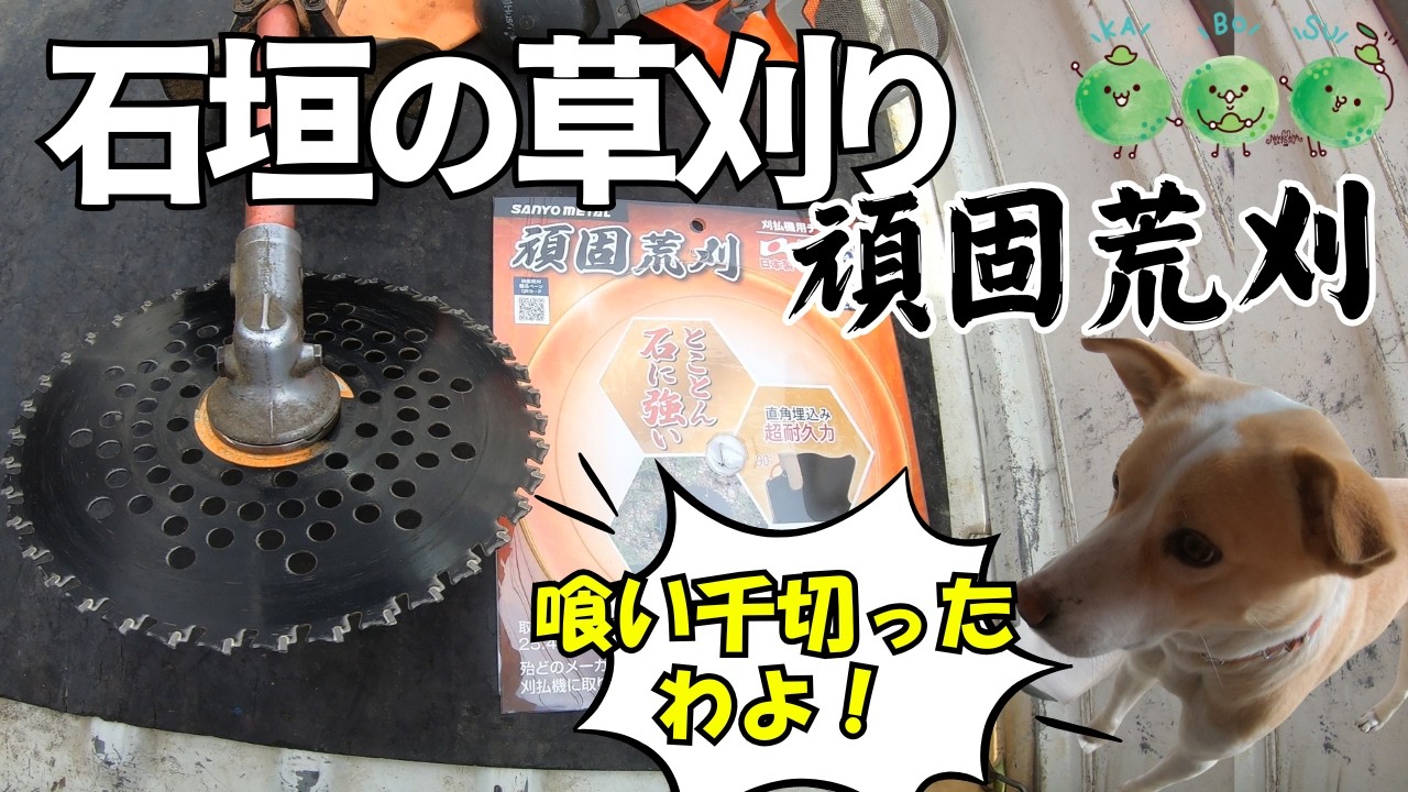 石垣の草刈り「頑固荒刈 」｜ハナちゃんジャケットのファスナー嚙みちぎる！