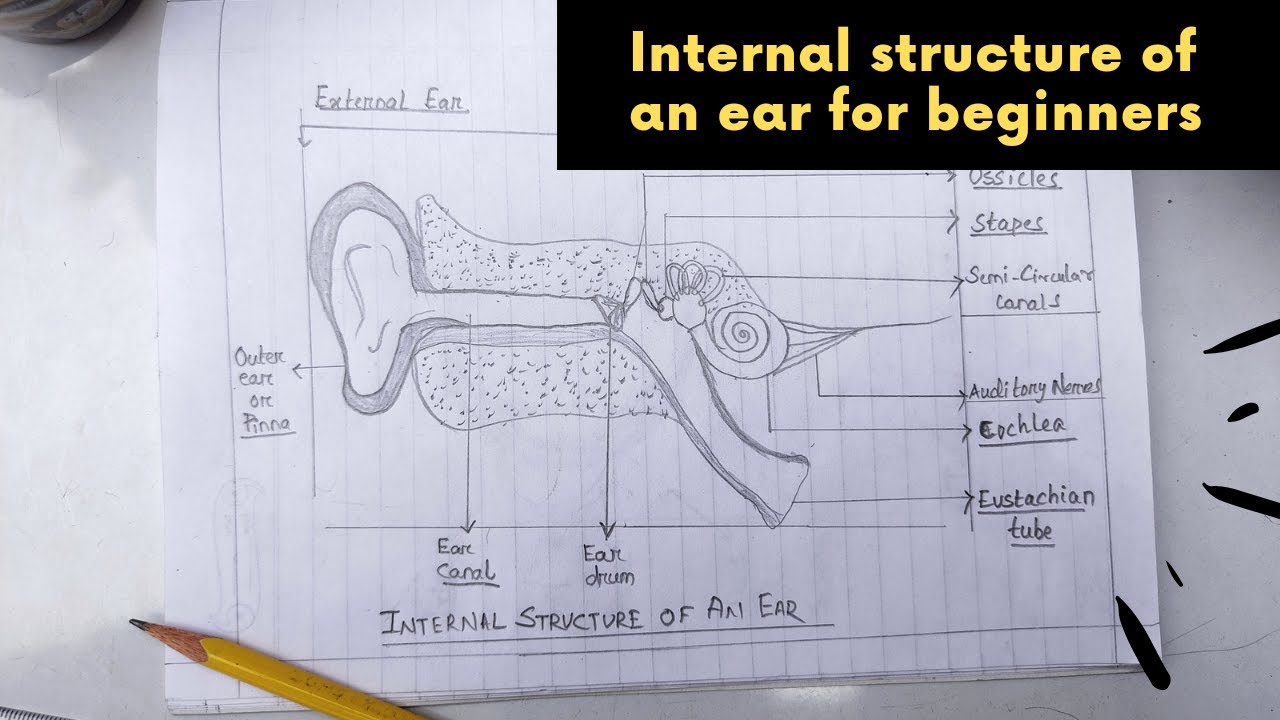 How to draw internal structure of an ear | Internal structure of an ear for beginners |