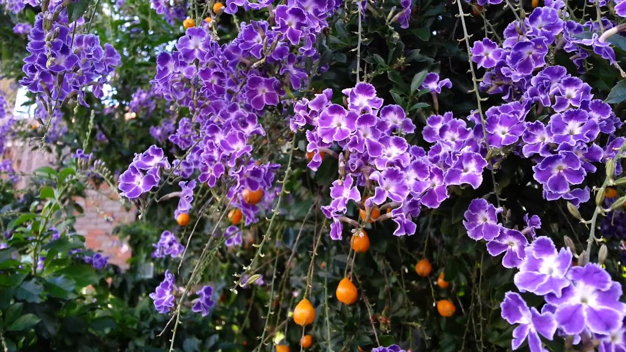 Duranta erecta blue - Purple flowers and orange berry - Geisha Girl goldy green - HD 06