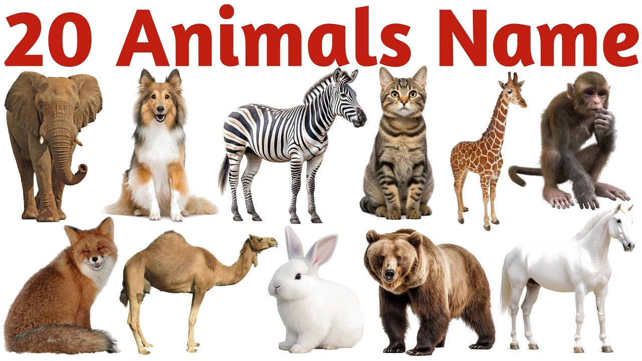 Animals Names in English for Kids | Learn Animals Vocabulary for Toddlers & Preschool |