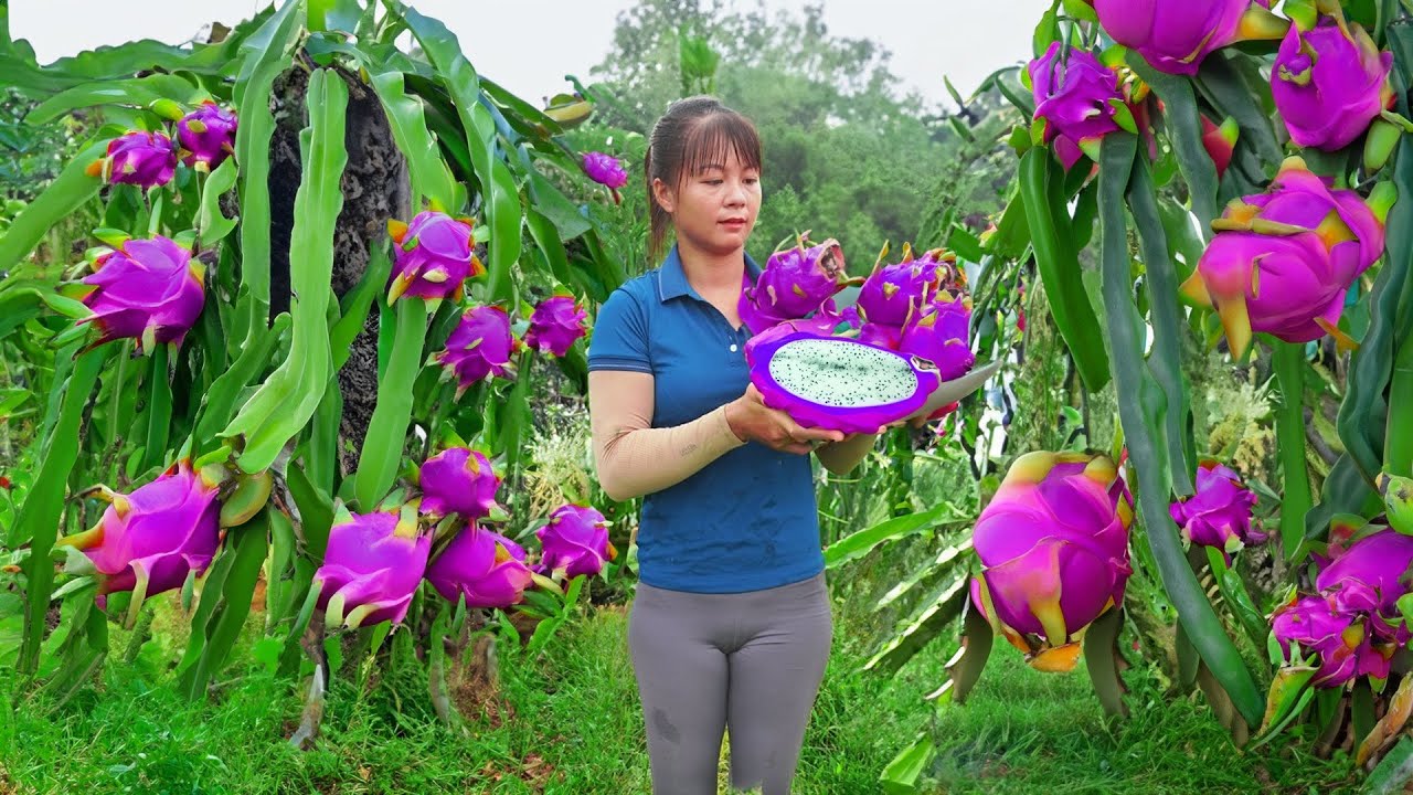 Harvest Dragon Fruit Go To Market Sell, Weeding the banana garden | Tiểu Vân Daily Life