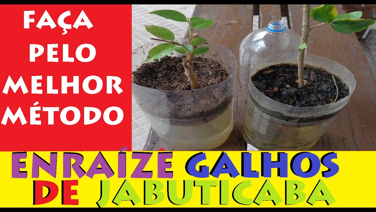 Estaquia De Jabuticaba, Enraíze galhos de jabuticaba, melhor método