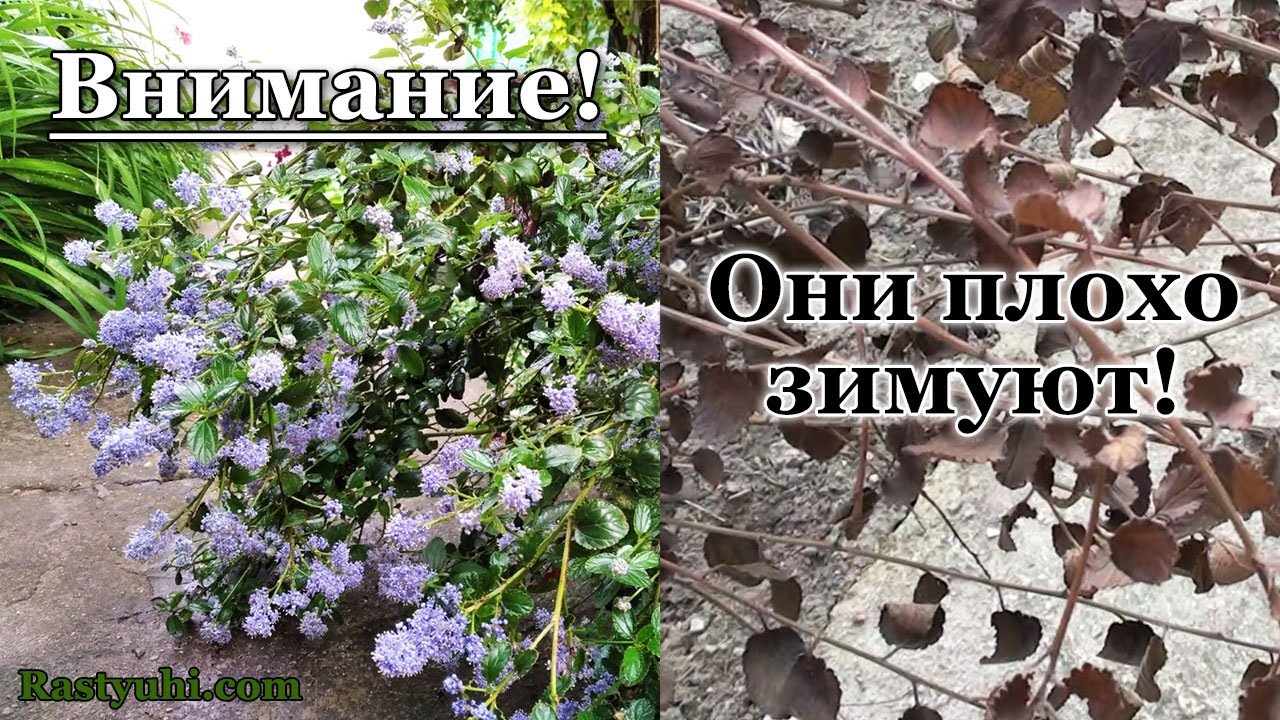 Вечнозеленые кустарники, которые ушли из моего сада из-за низкой зимостойкости.