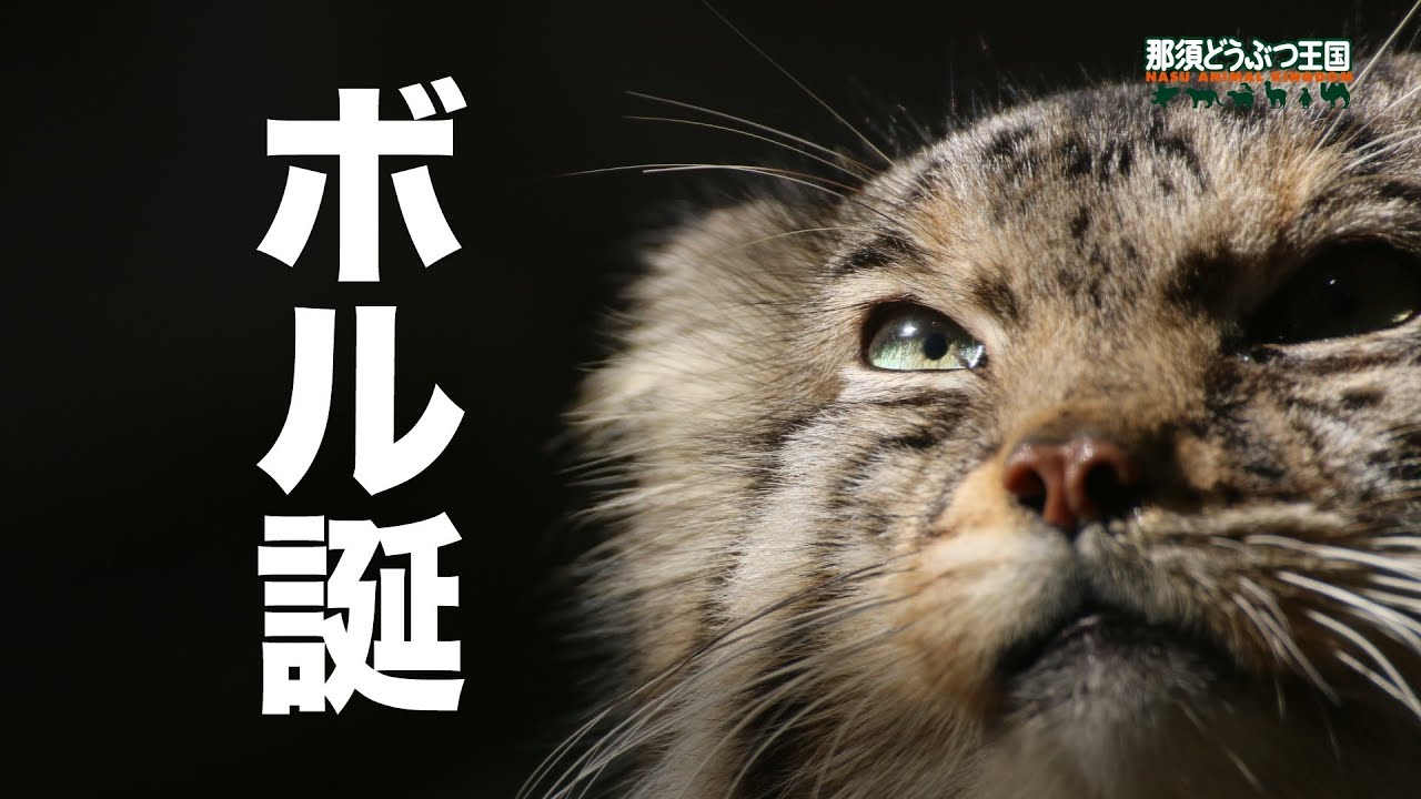 【マヌルネコ】ボル、7歳のお誕生日おめでとう! ボル誕 / Pallas's cat -  Happy Birthday! Bol !!