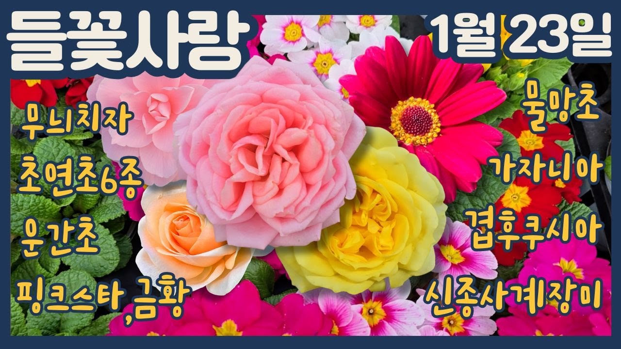 🌸들꽃사랑 1월23일 #신종사계장미 #무늬치자 #물망초 #가자니아 #겹후쿠시아 #운간초 #초연초6종 #아젤리아 #핑크스타 #금황 #선녀꽃 #겹데모루 #목마가렛#gardening