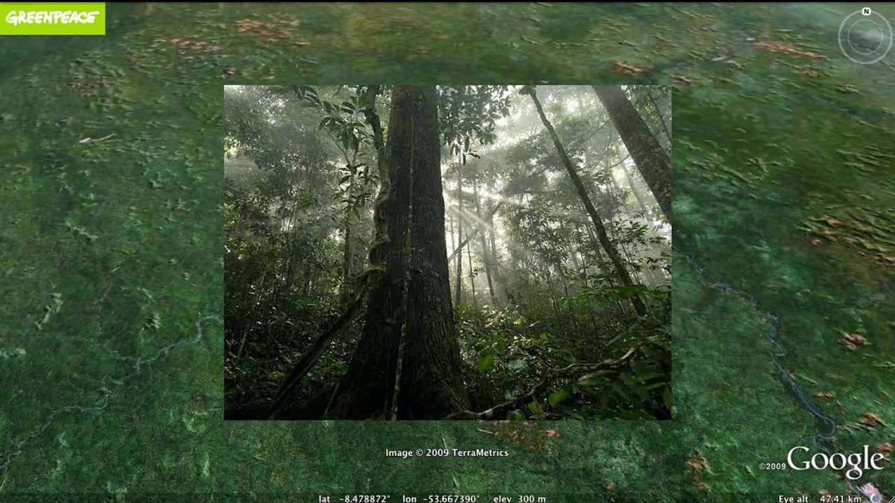 Greenpeace: Stopping Amazon Deforestation