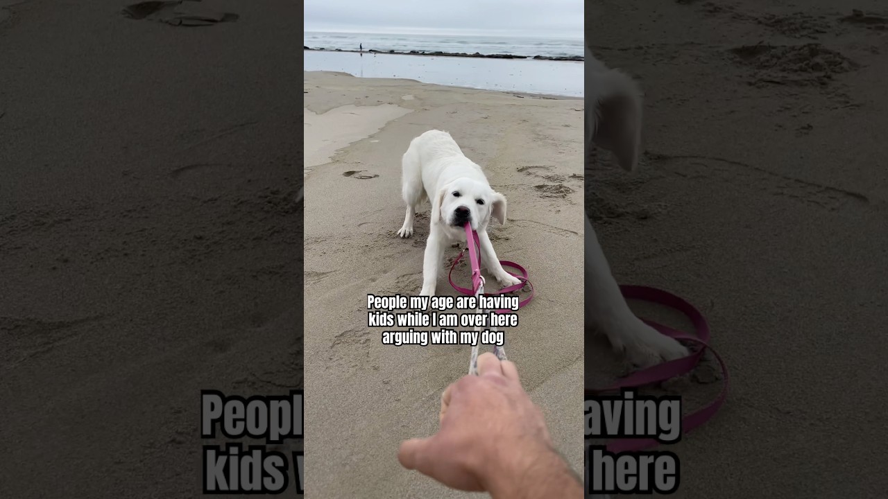 Why Does My Dog Argue With Me&hellip; #shorts