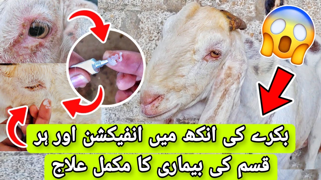 Bakra Ki Ankh Main Infection Ka Ilaj | Goat Eye Infection Treatment | G 4 Goats