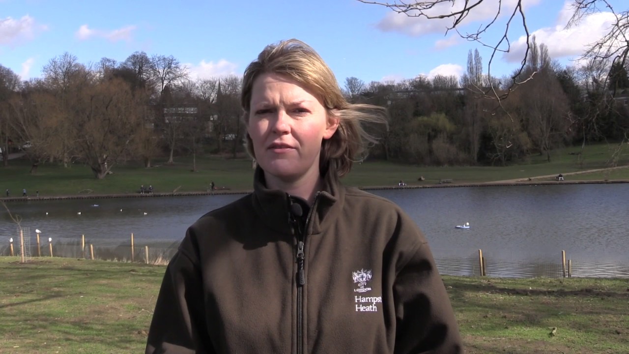 Careers on Hampstead Heath: Ponds Project Liaison Officer
