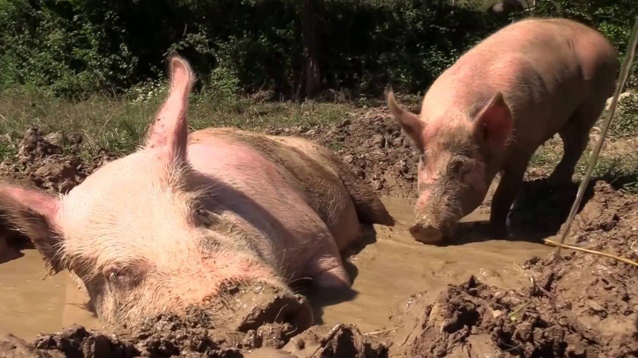 Cerdos combatiendo el calor