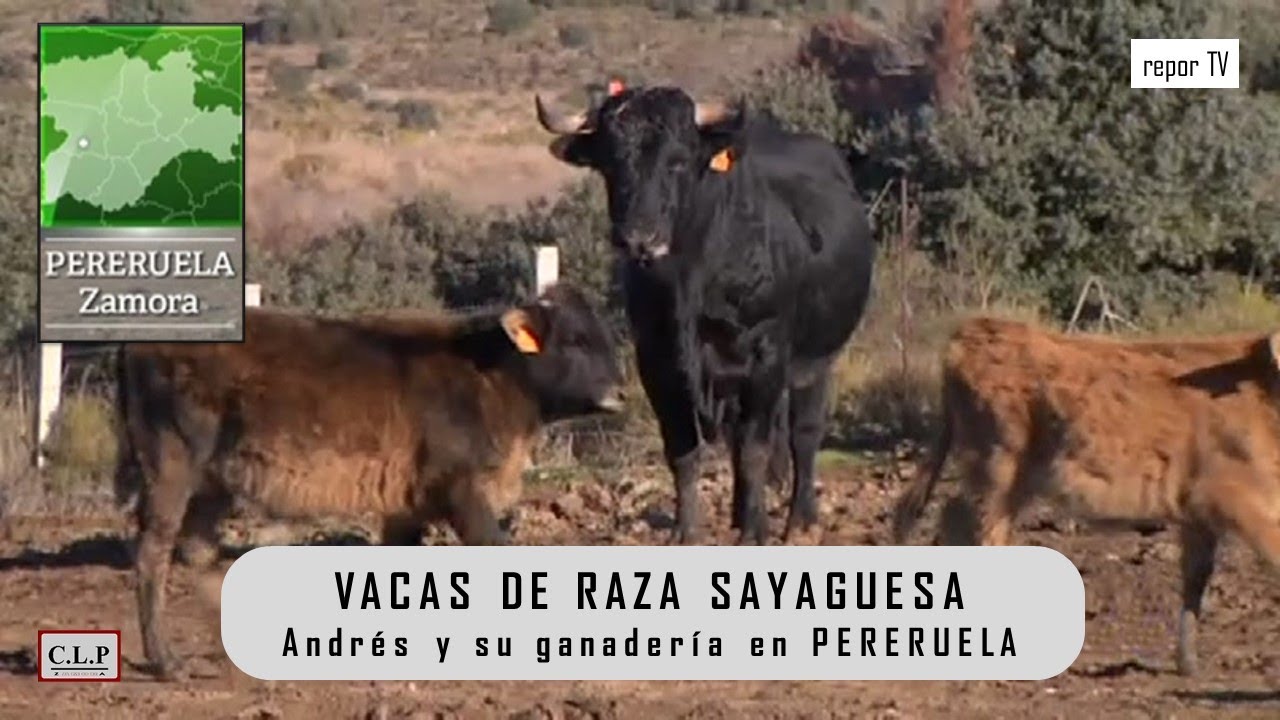 Pereruela (Zamora). Andrés y su ganadería de raza sayaguesa, repor TV