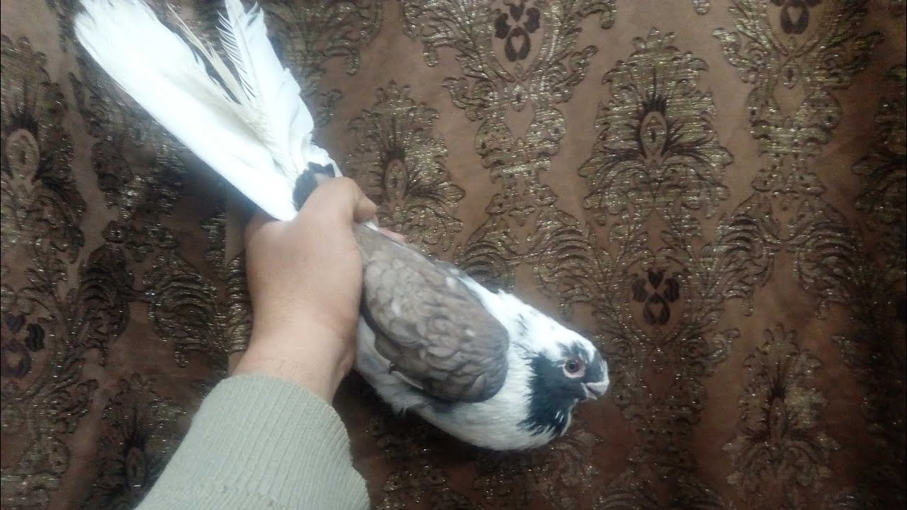 #شاكوش_الصغير#الابلق
