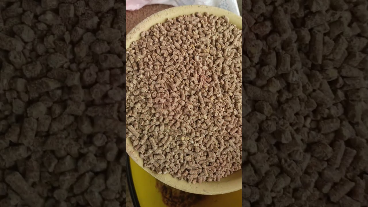 How to reduce your feed cost by 50% using plantain or banana stems for your chicken