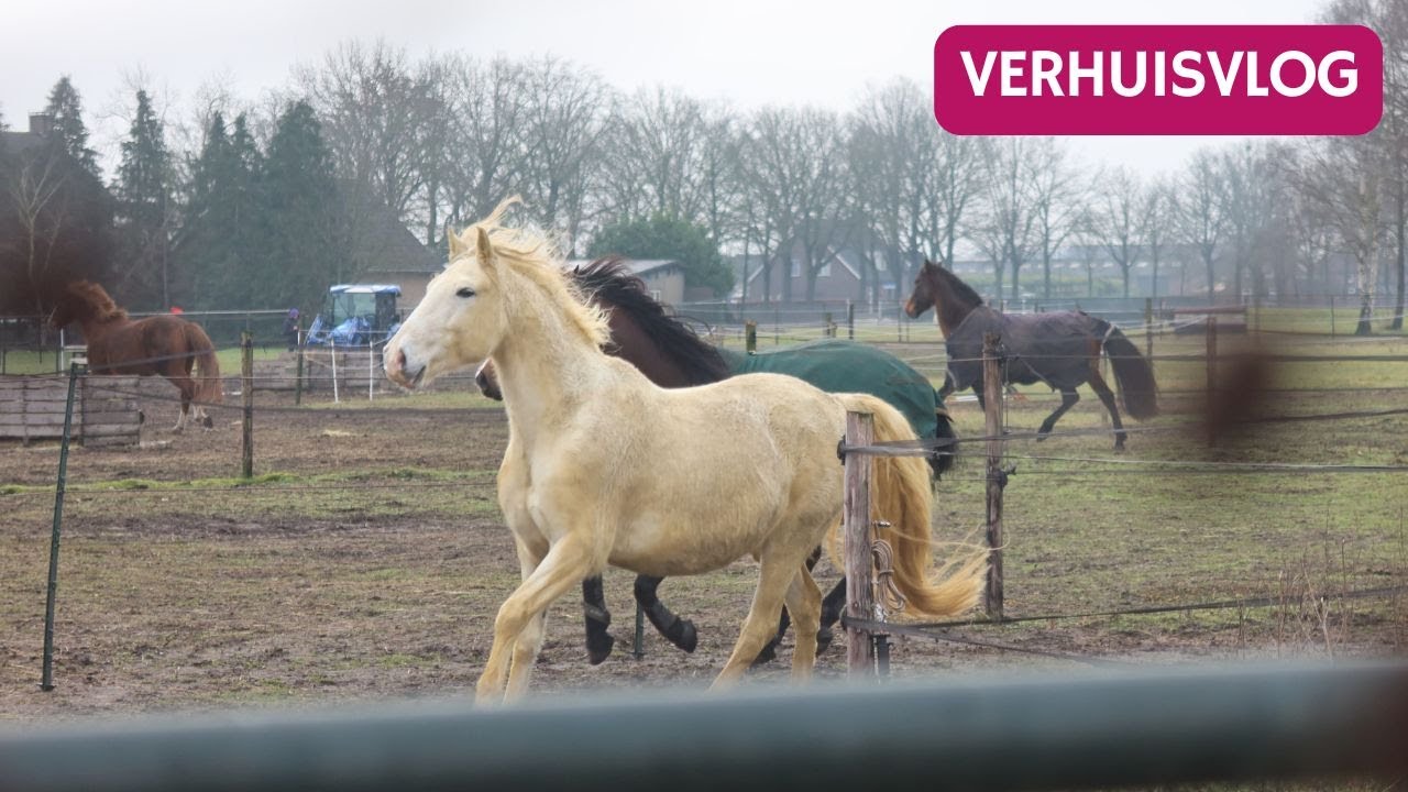 Verhuizen naar Landgoed de Bossenhoeve  | 𝘚𝘯𝘶𝘪𝘵𝘢𝘣𝘭𝘦