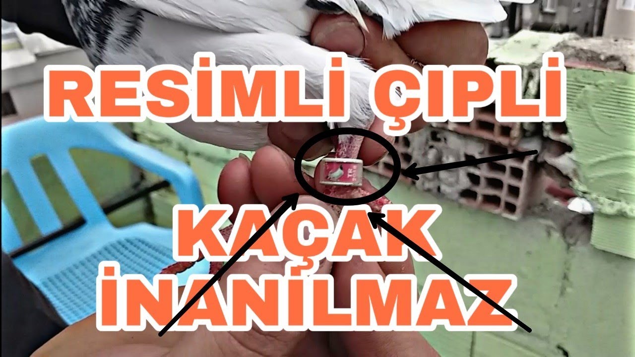 RESİMLİ ÇİPLİ KAÇAK YAKALADIM INANILMAZ