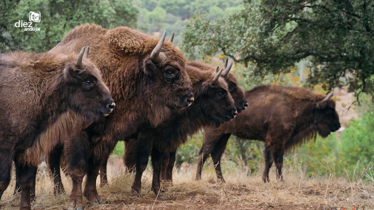 HOY POR HOY ANDÚJAR FERNANDO MORAN BISONTES EN SIERRA MORENA 26 11 20