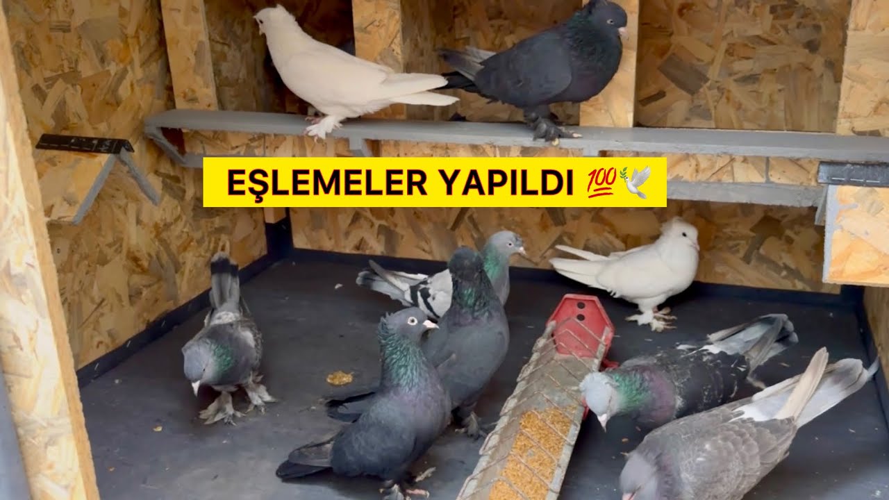 EFSANELER GELDİ ÜRETİM BAŞLIYOR 💯🕊️ Taklacı Güvercin Oyunkuşu