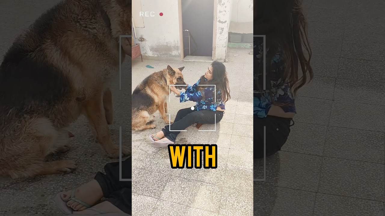 Heartfelt Moments: Enjoy a Serene Weekend with Your Dog | Dr.Naheed Khan |