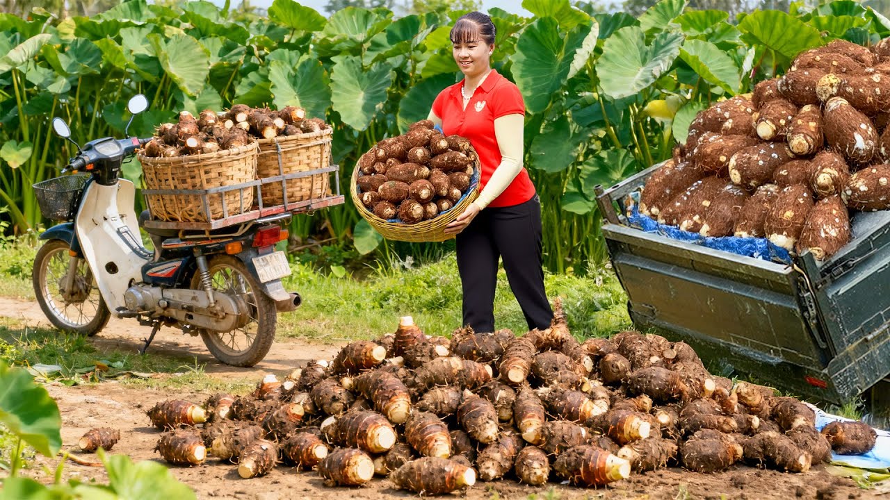 TIMELAPSE -- Harvest Giant Tons of Taro After 200 Days | Truck Transport Go to Market Sale
