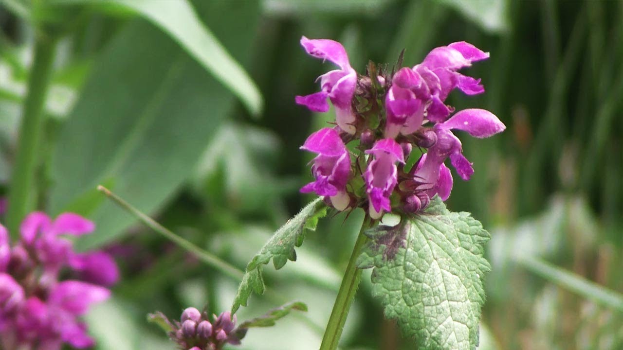 Cómo se multiplica el lamium - Decogarden - Jardinatis