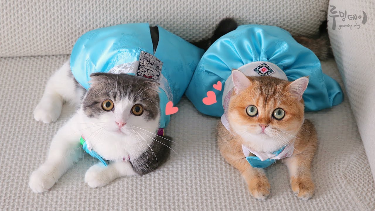 한복이 잘 어울리는 고양이들