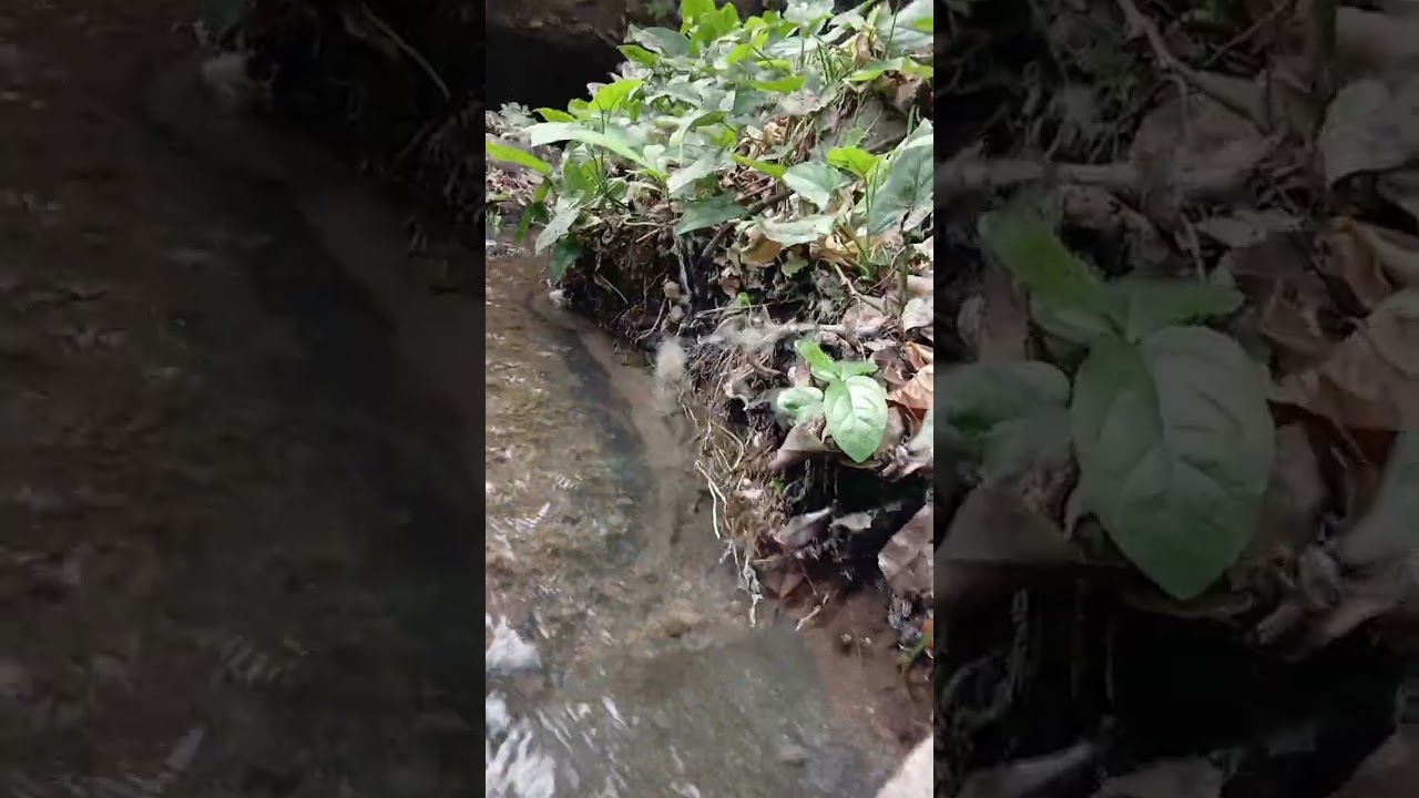 Ojo de agua de Tecoluca un viaje al pasado en el cual recordaremos ese Lindo Nacimiento de Agua 