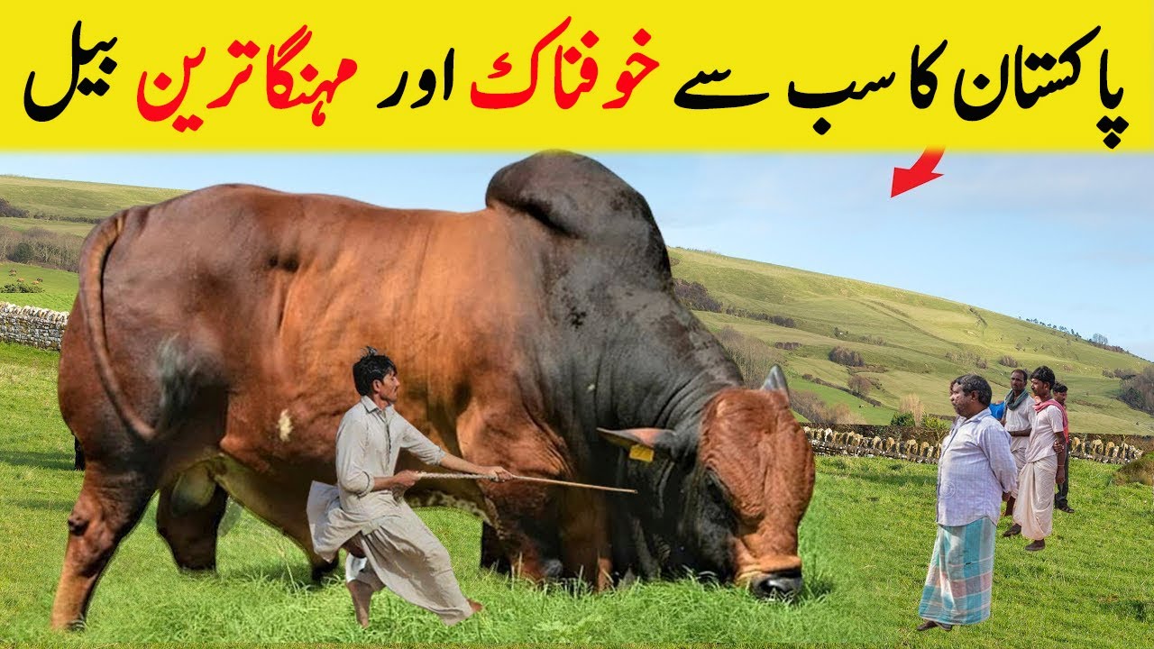 Pakistan Kay Sb Say Khofnaak Bail