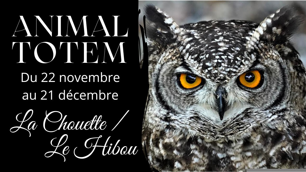 Animal Totem - La Chouette / Le Hibou - Du 22 Novembre  au 21 Décembre - Astrologie amérindienne