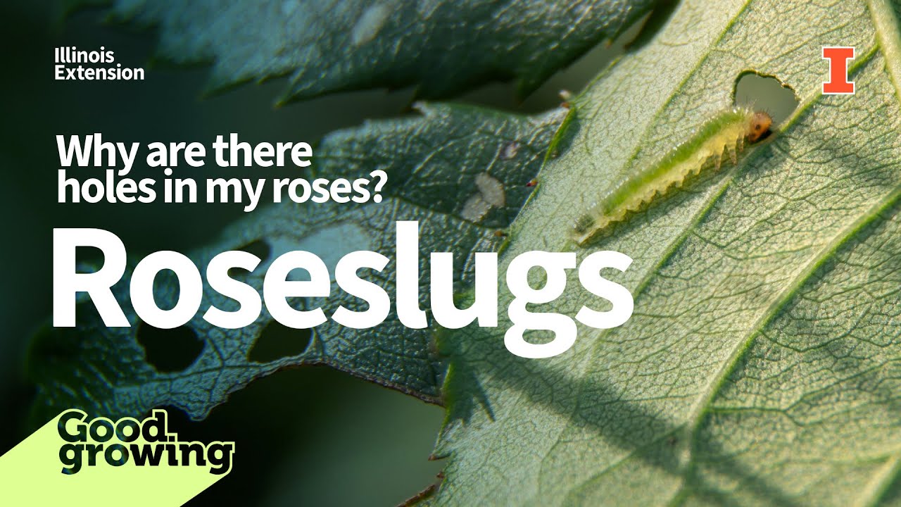 Gardenbite: Why are there holes in my roses? Roseslugs | #GoodGrowing