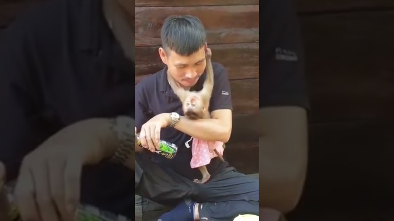 Monkey Sam's love for Khai's father is too great#shorts