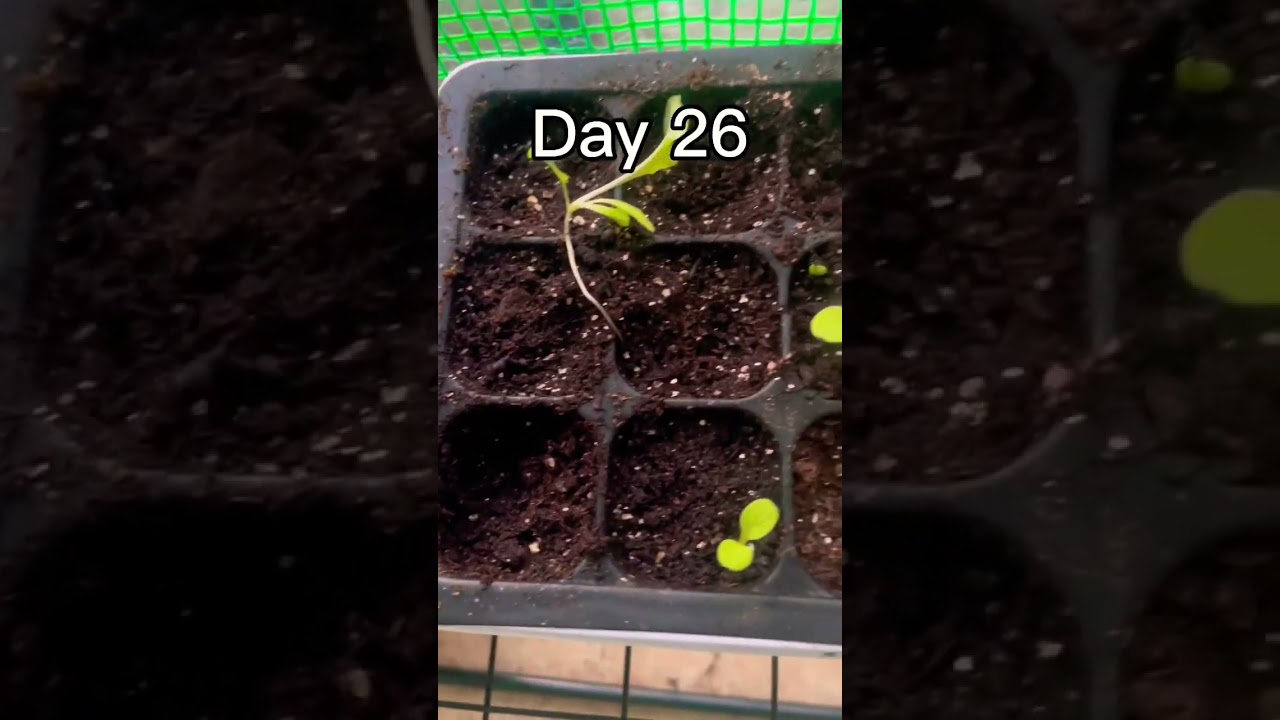 Day 26 of growing spinach until Its 50 days old #fyp #shorts #gardening #spinach