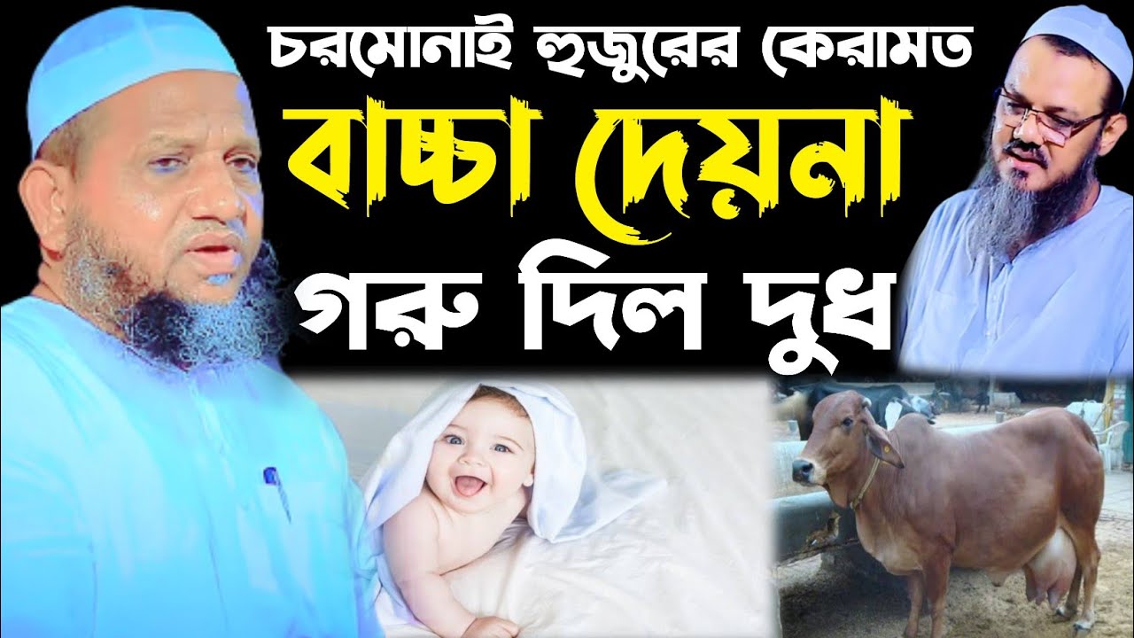 চরমোনাই হুজুরের কেরামত ,বাচ্চা দেয়না গরু দিলো দুধ । মাওলানা সানাউল্লাহ নুরী সোনারগাঁ। sanaulla nuri