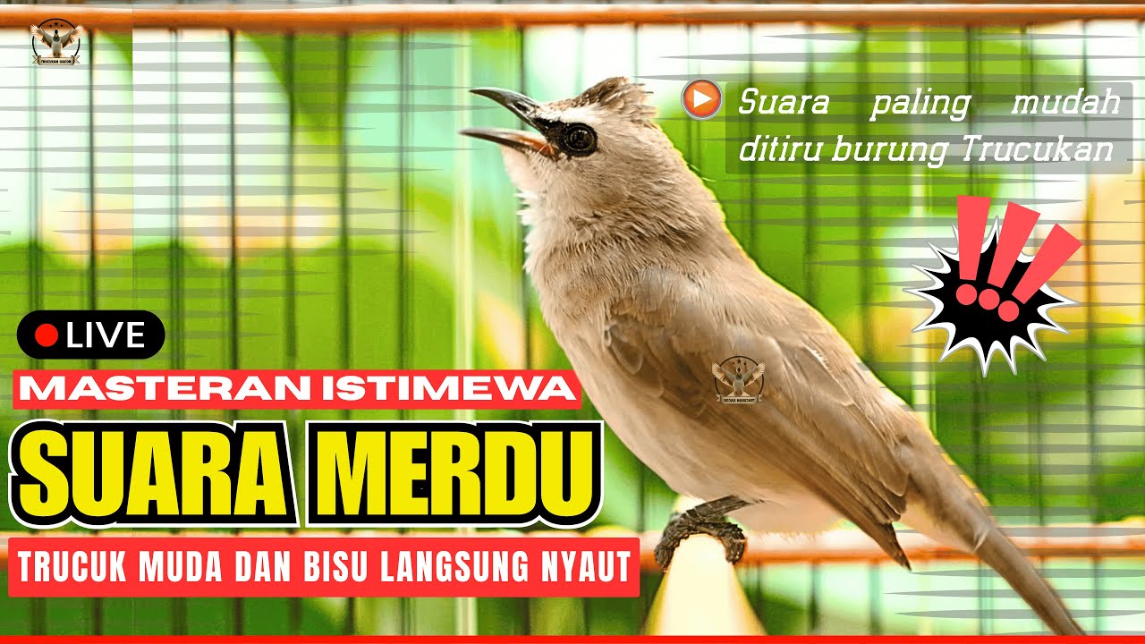 🔴LIVE PEMASTERAN: Trucukan Betina GACOR MAXIMAL!! Pancingan Ampuh Trucukan Gacor ROPEL PANJANG