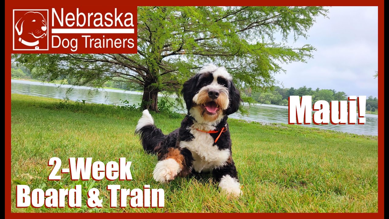 Maui | 1YO Bernedoodle | Off Leash Reliable Dog Training Lincoln, Nebraska