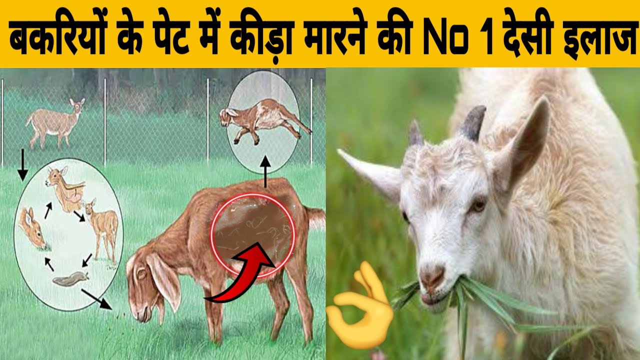 भेड़, बकरी के पेट के कीड़े मारने की 3 रामबाण देसी इलाज || sheep and goat Natural Deworming process