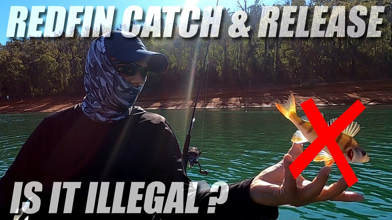 CATCH & RELEASE REDFIN PERCH IN WESTERN AUSTRALIA?