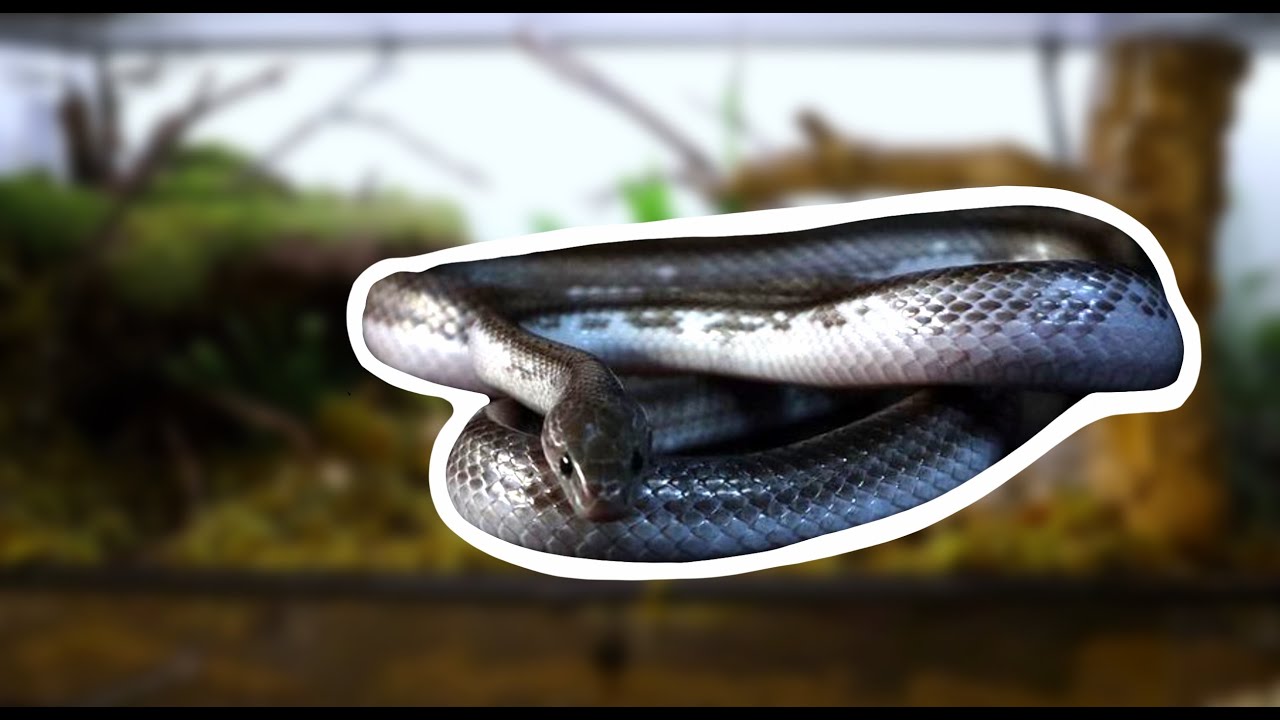 Making of corn snake enclosure setup (woodlands)