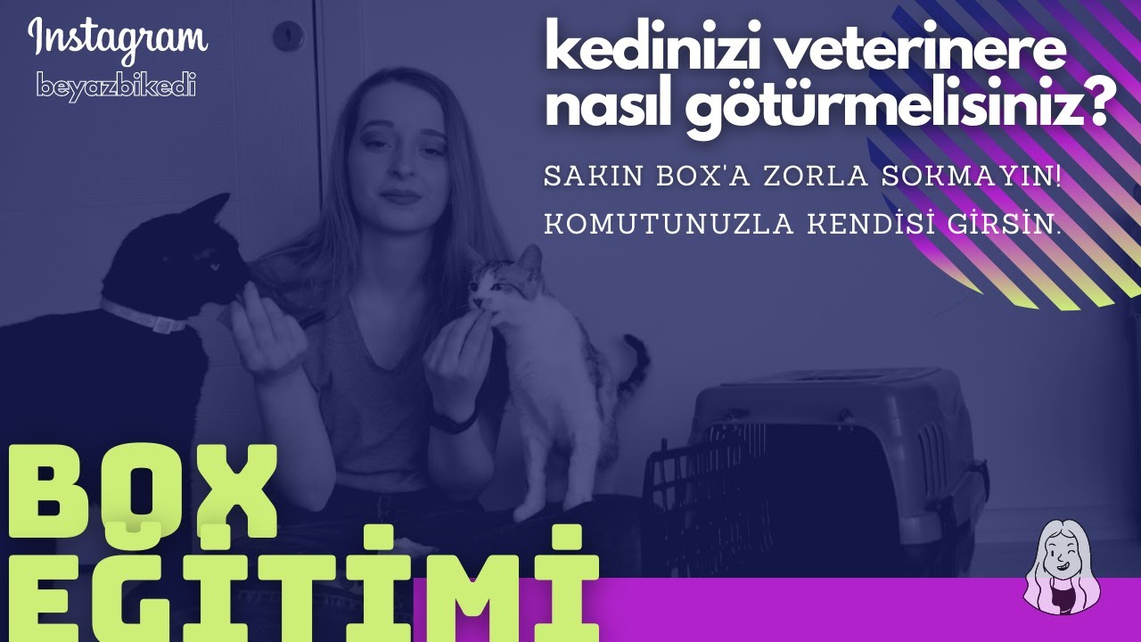 Kediler için taşıma kabı/box eğitimi