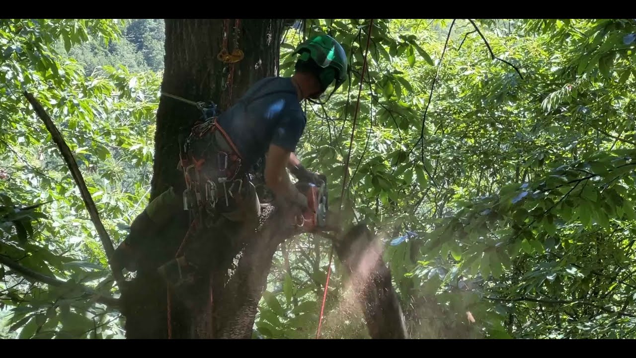 Potatura del castagno: la tecnica del tree climbing