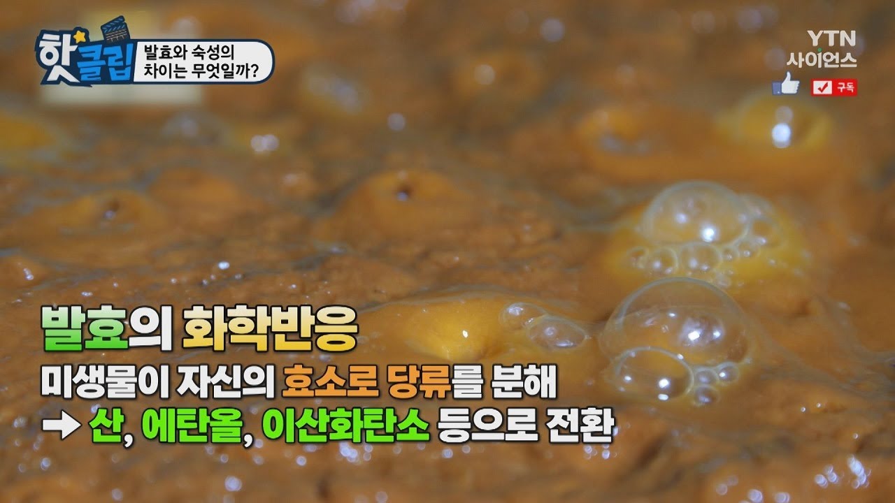 [핫클립] 발효와 숙성의 차이는 무엇일까? / YTN 사이언스