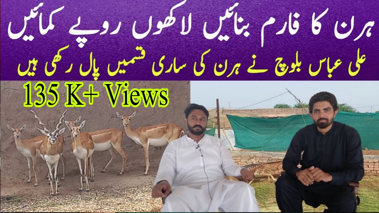 Deer Farming in Pakistan | Deer Farming Business| Hiran Farming in Pakistan| Deer Farming