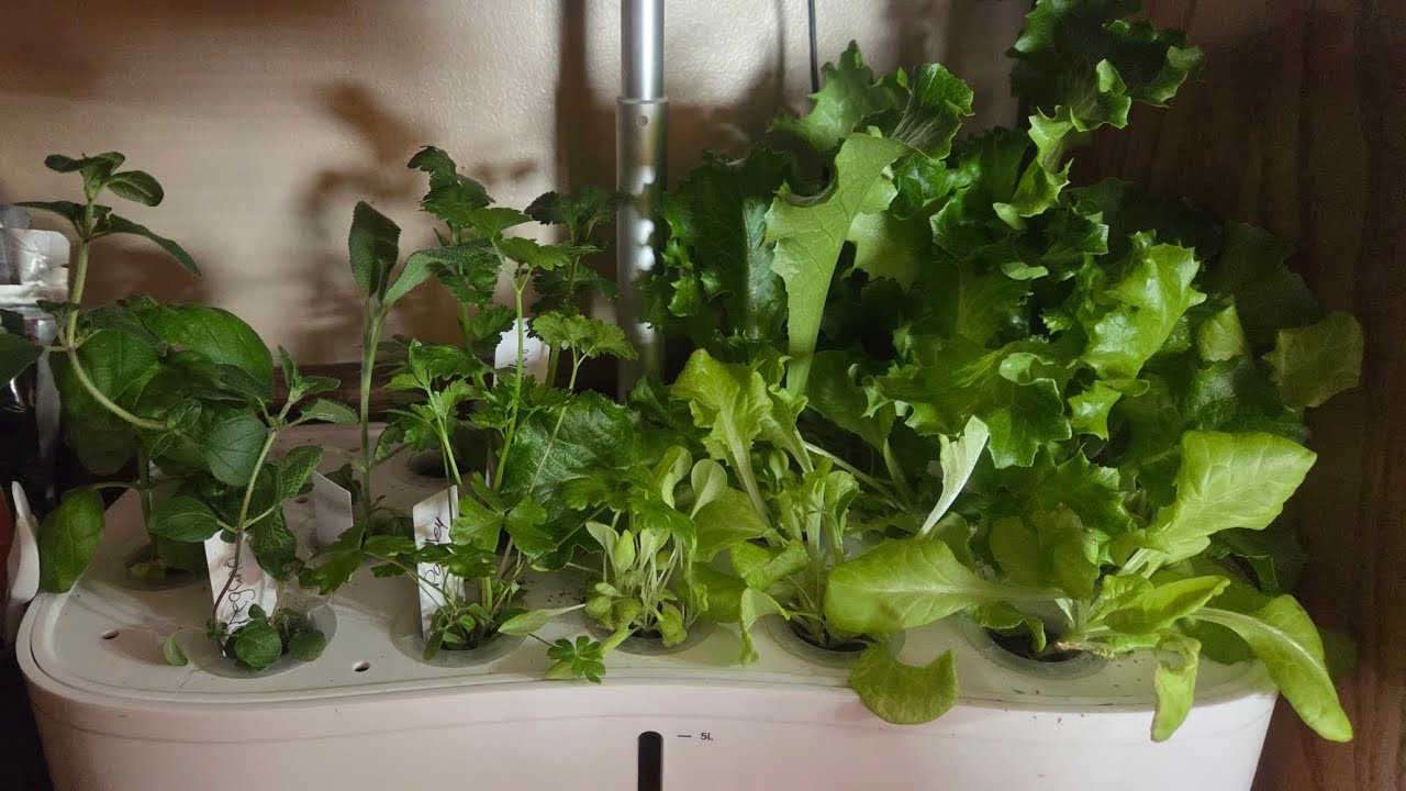 Life on our Lil land critters and gardens #gardening  #farm  #compost #dogs 