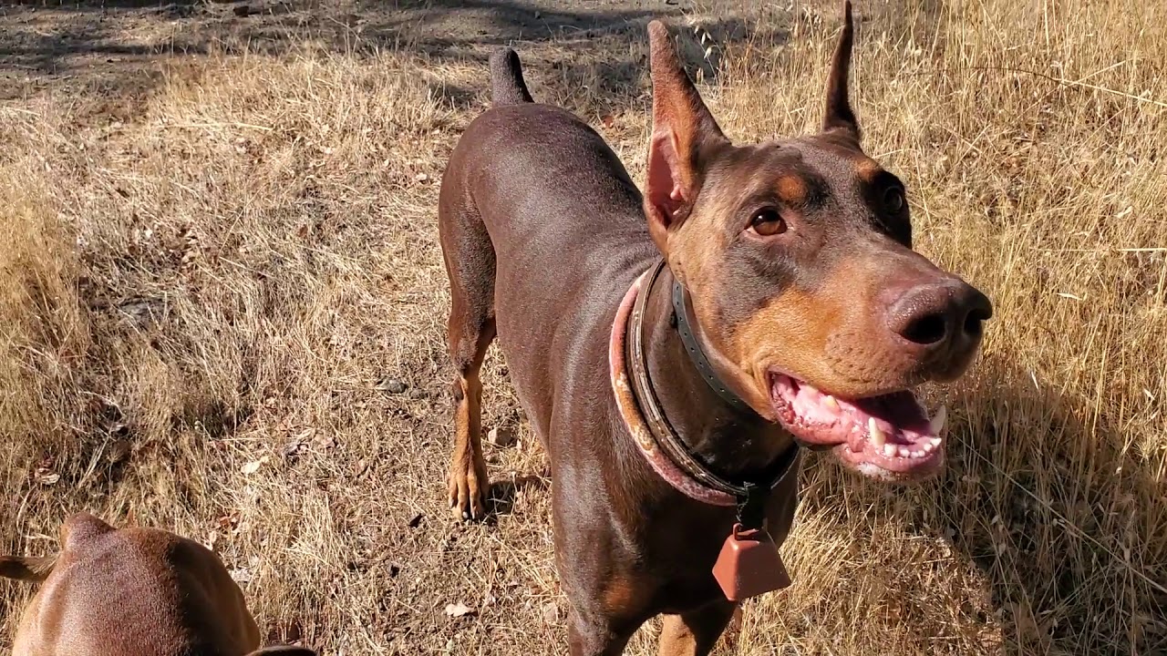 AKC male Staffordshire Bull Terrier and Doberman Pinscher