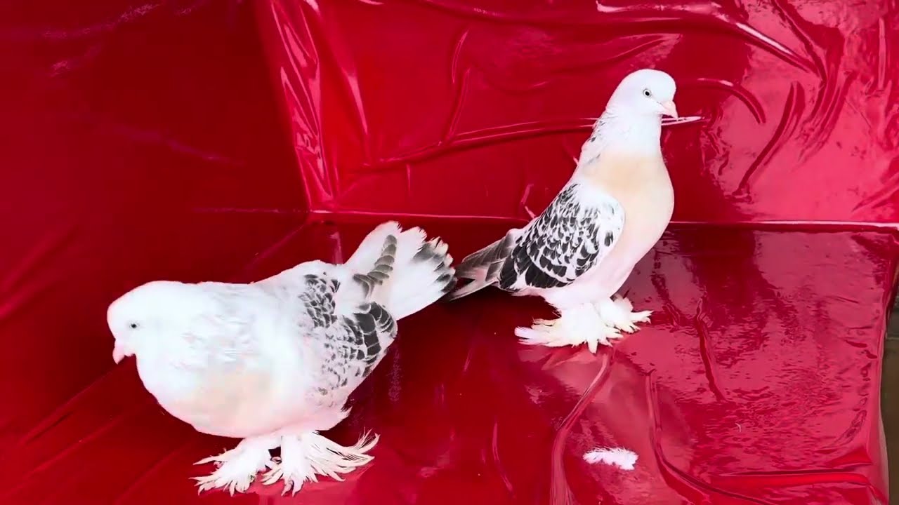شلون ويه الصقر؟ 😡 اخذ واحد من الباكستانيات 😕 شوفو أورهان اشسوه للطيور 😂