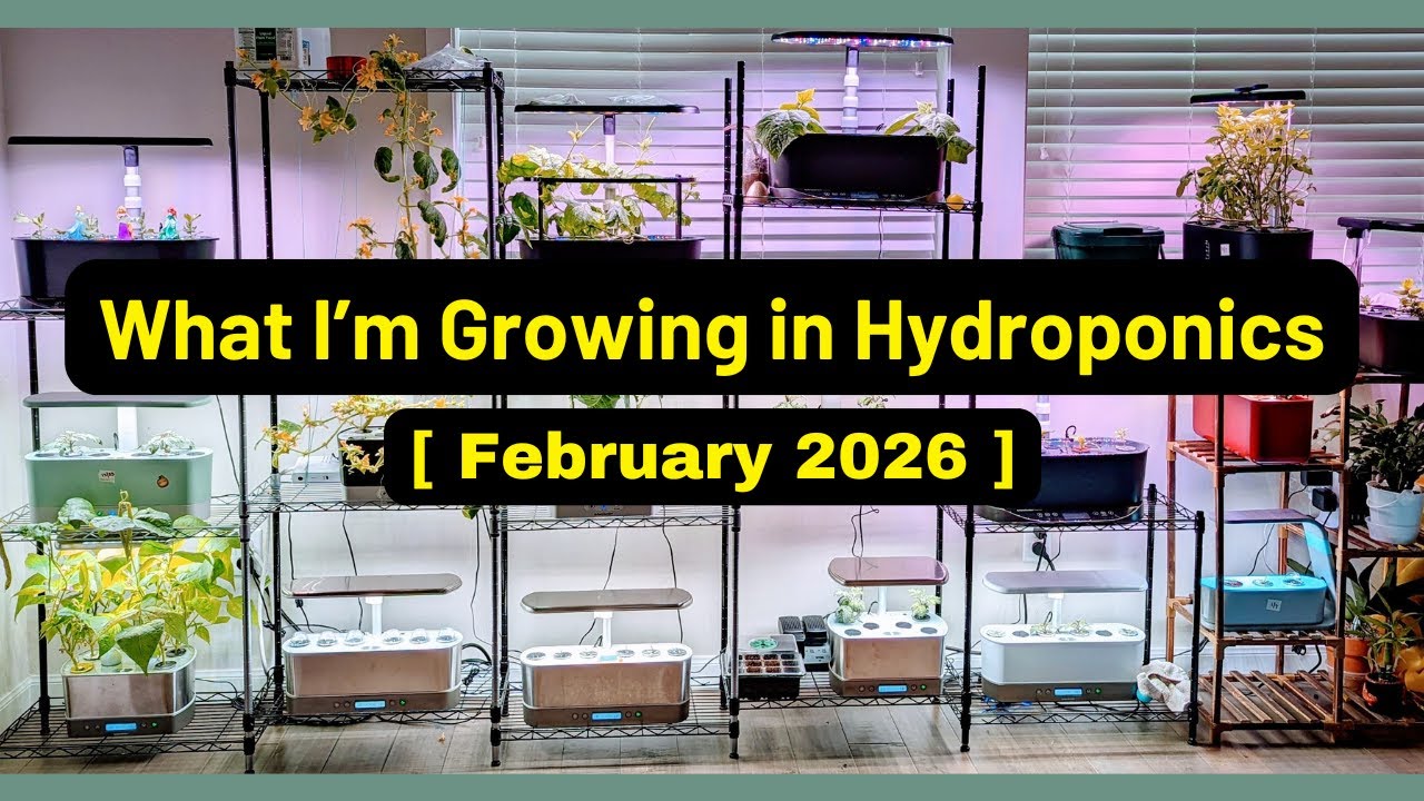 Мои растения | Февраль 2026 | Гидропоника | Аэросад | LetPot | Spider Farmer | AHopeGarden | Rain...