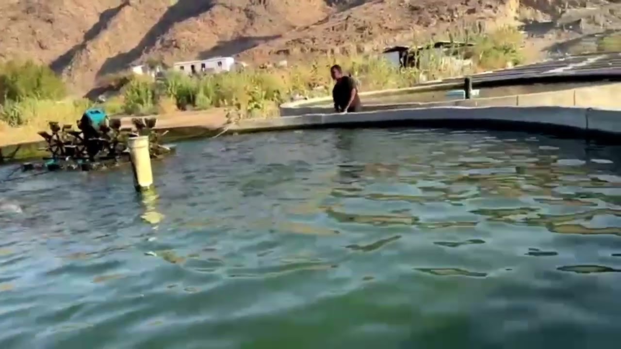 البكتريا سحر  الاستزراع السمكي